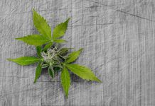 Avoiding Newbie Mistakes in Growing Marihuana