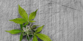 Avoiding Newbie Mistakes in Growing Marihuana