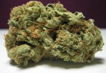 Tips on How to Get Good Yields in your Marihuana Plants