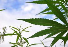 Searching for Greener Pasture in Growing Marihuana