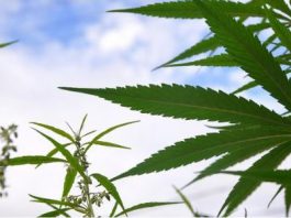 Searching for Greener Pasture in Growing Marihuana