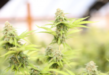 Why Is Identifying Strain According To Climate Important In Growing Marihuana?