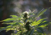 Growing Marihuana in Hydroponics