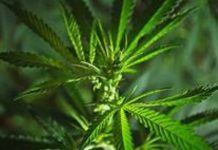 Property Investment in Growing Marihuana