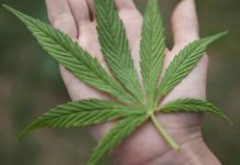 Marihuana Growing Guide For Beginners