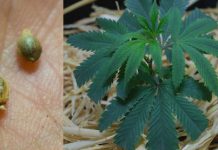 Advantages of Smoking Marihuana with Hookahs