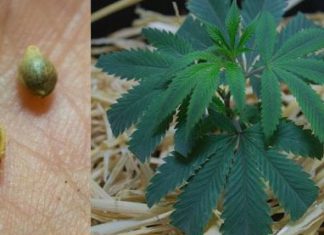 Advantages of Smoking Marihuana with Hookahs