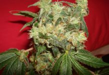 How To Grow Marihuana Outdoors