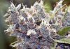How to Choose a Good Marihuana Growing Location Outdoors