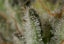 Growing Marihuana in Aeroponics