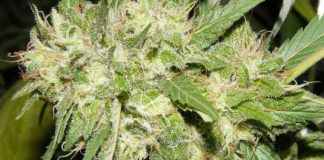 Common Marihuana Diseases and How to Cure Them