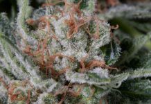 Different Types of Hookahs that are Perfect for Marihuana Smoking