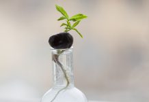 How Often Should you Water your Marihuana