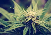 Using Bitcoin When Purchasing and Ordering Marihuana Seeds Online